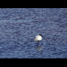 … und noch ein seltsamer Vogel